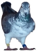 Paloma