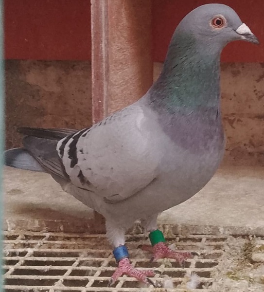 Paloma