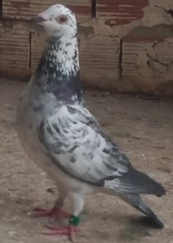Paloma