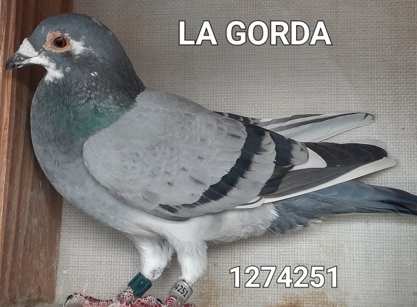 Datos de paloma
