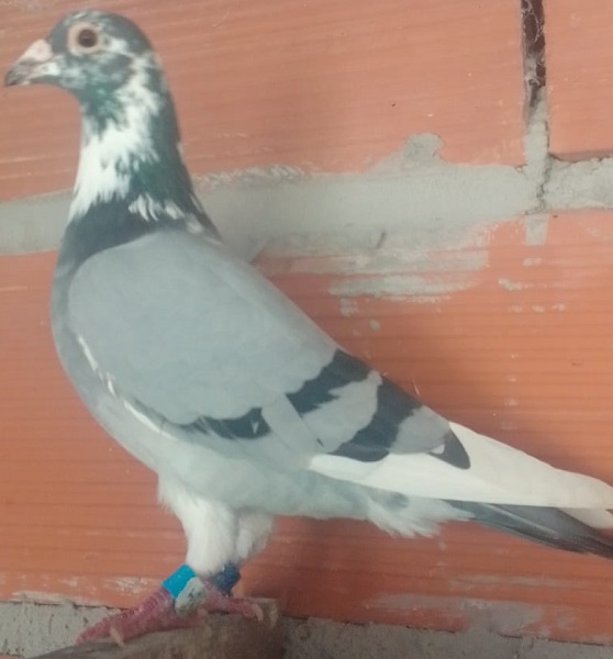 Paloma