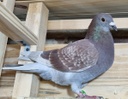 Paloma