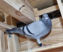 Paloma
