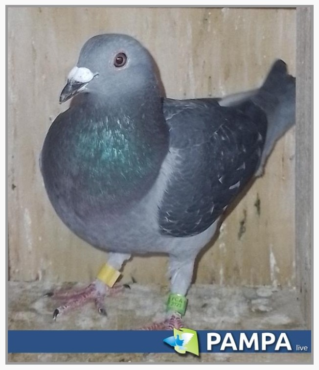Datos de paloma