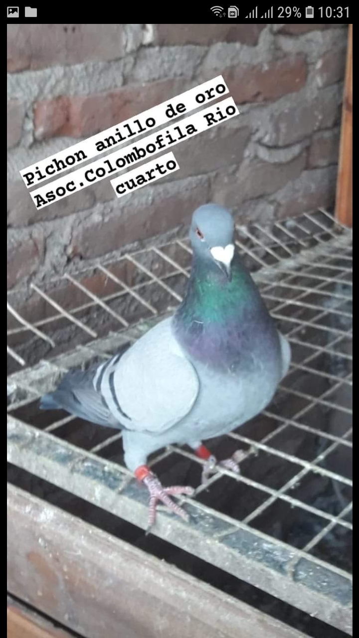 Datos de paloma
