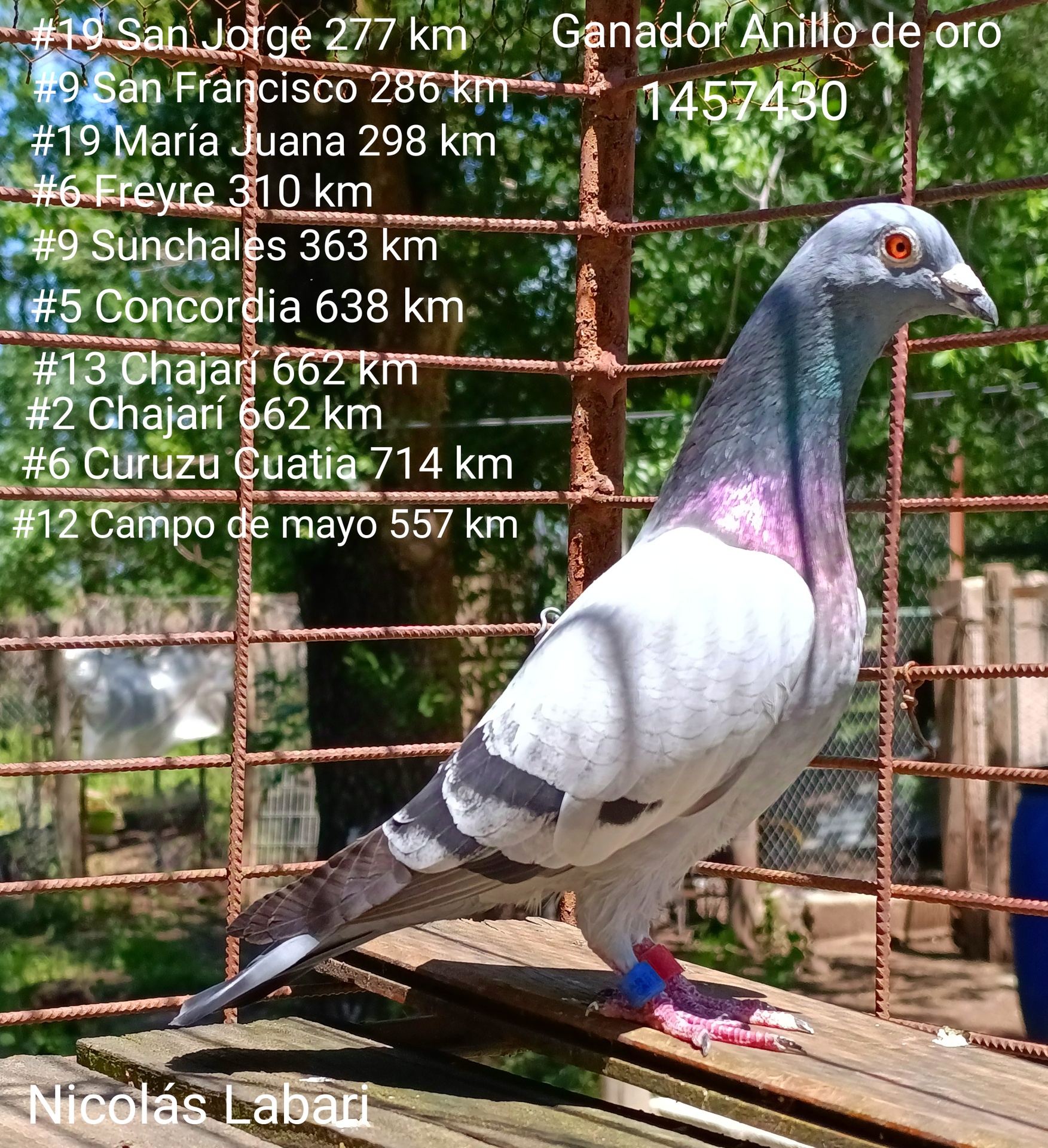 Datos de paloma