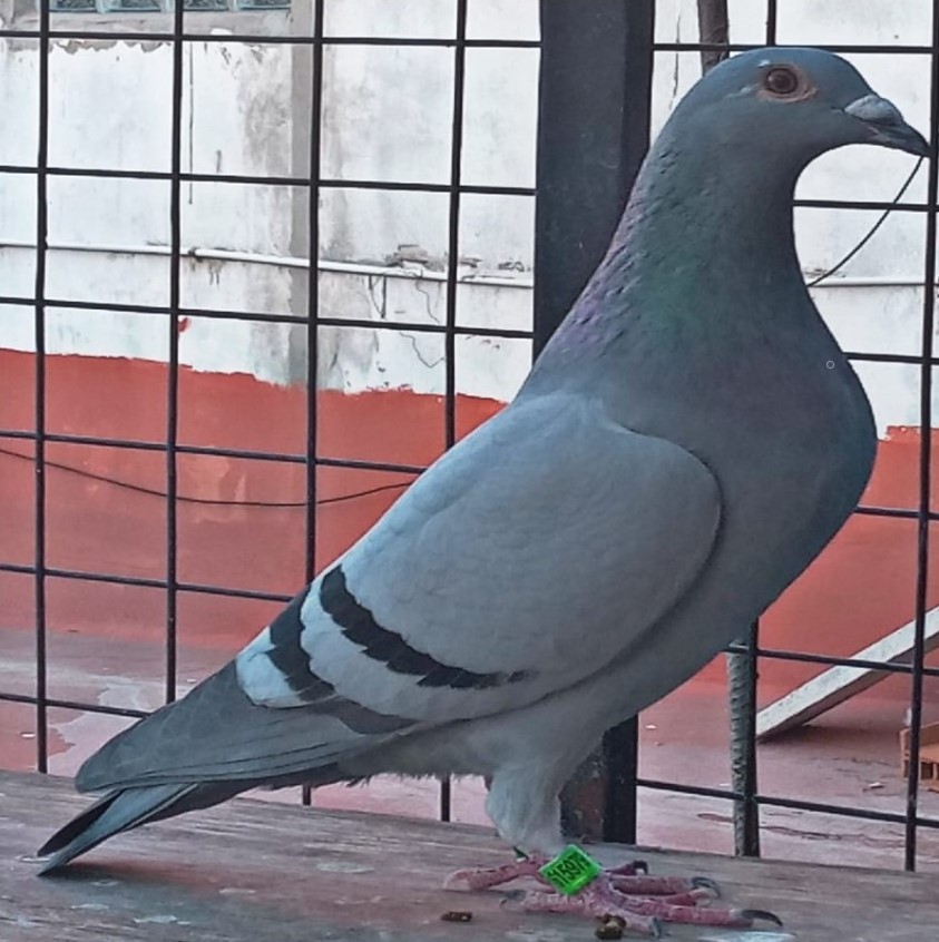 Datos de paloma