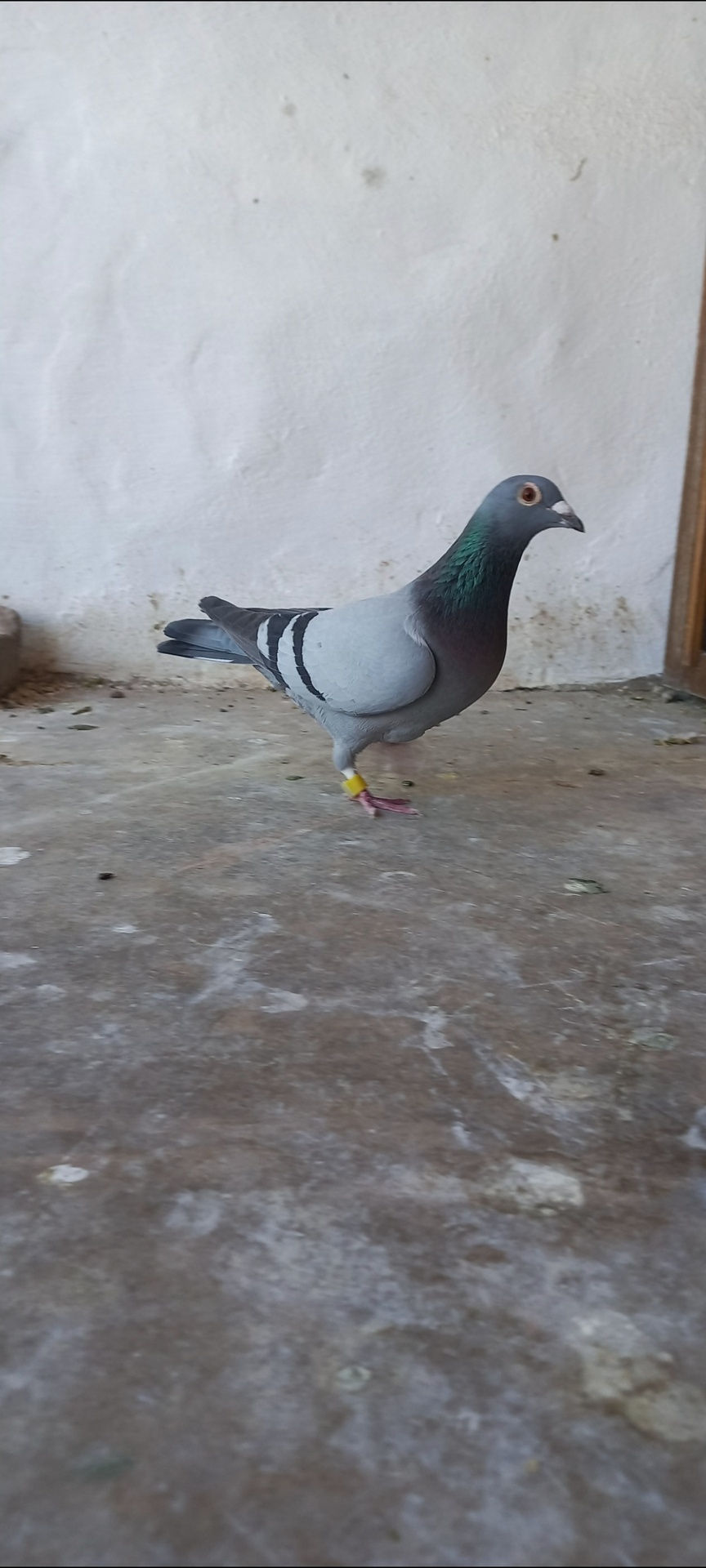 Paloma