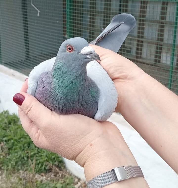 Paloma
