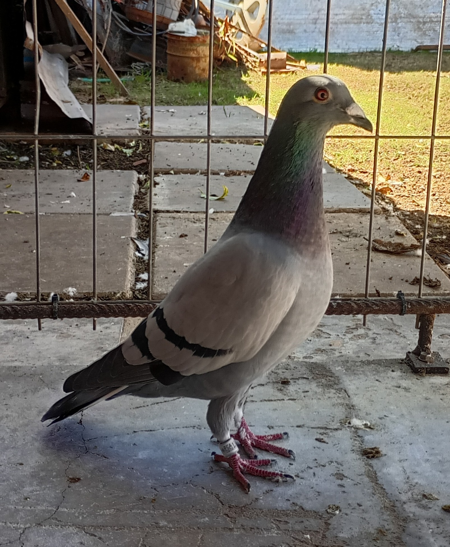 Paloma