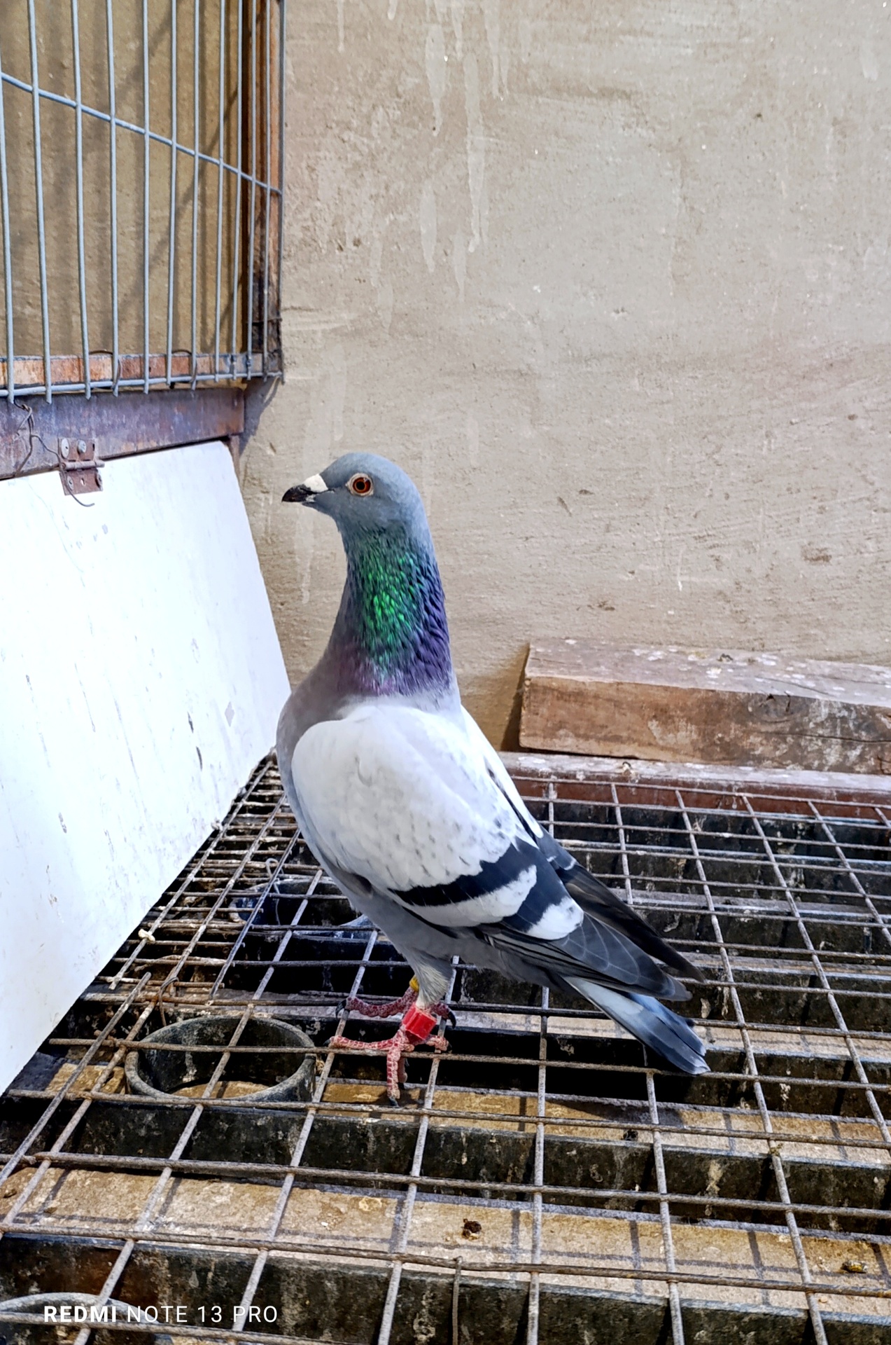 Paloma