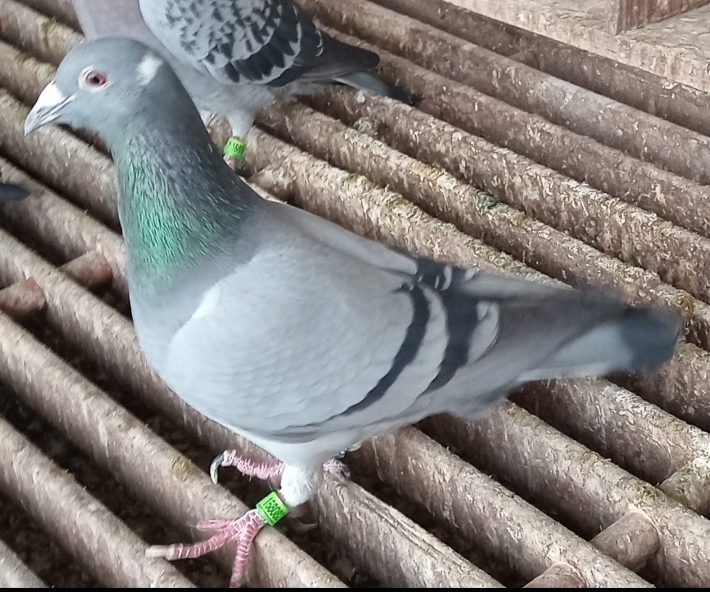 Paloma