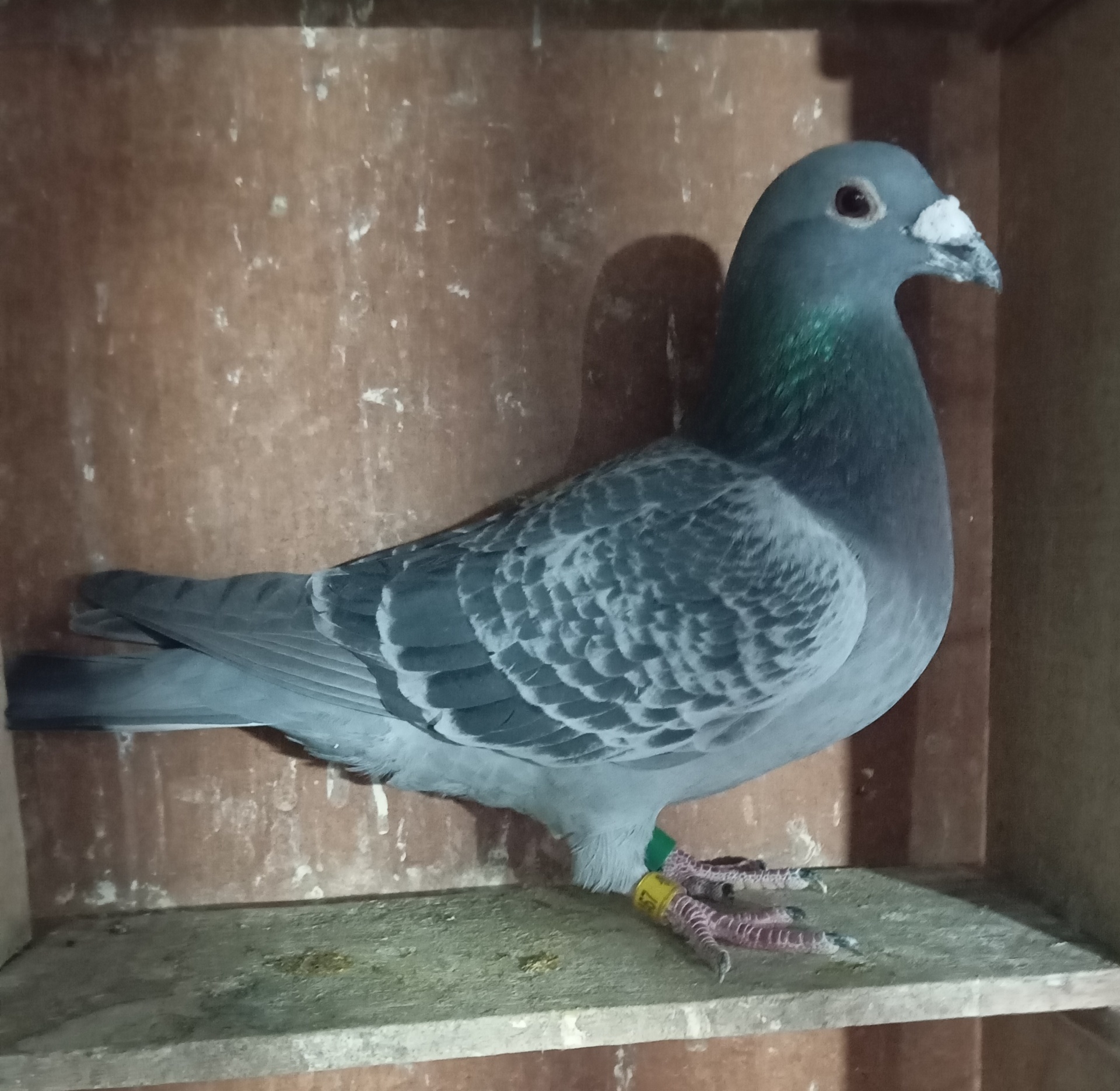 Paloma