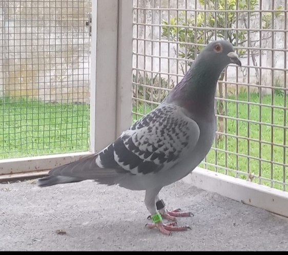 Paloma