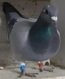 Paloma