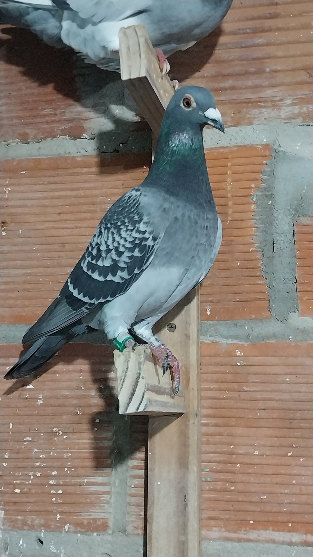 Paloma