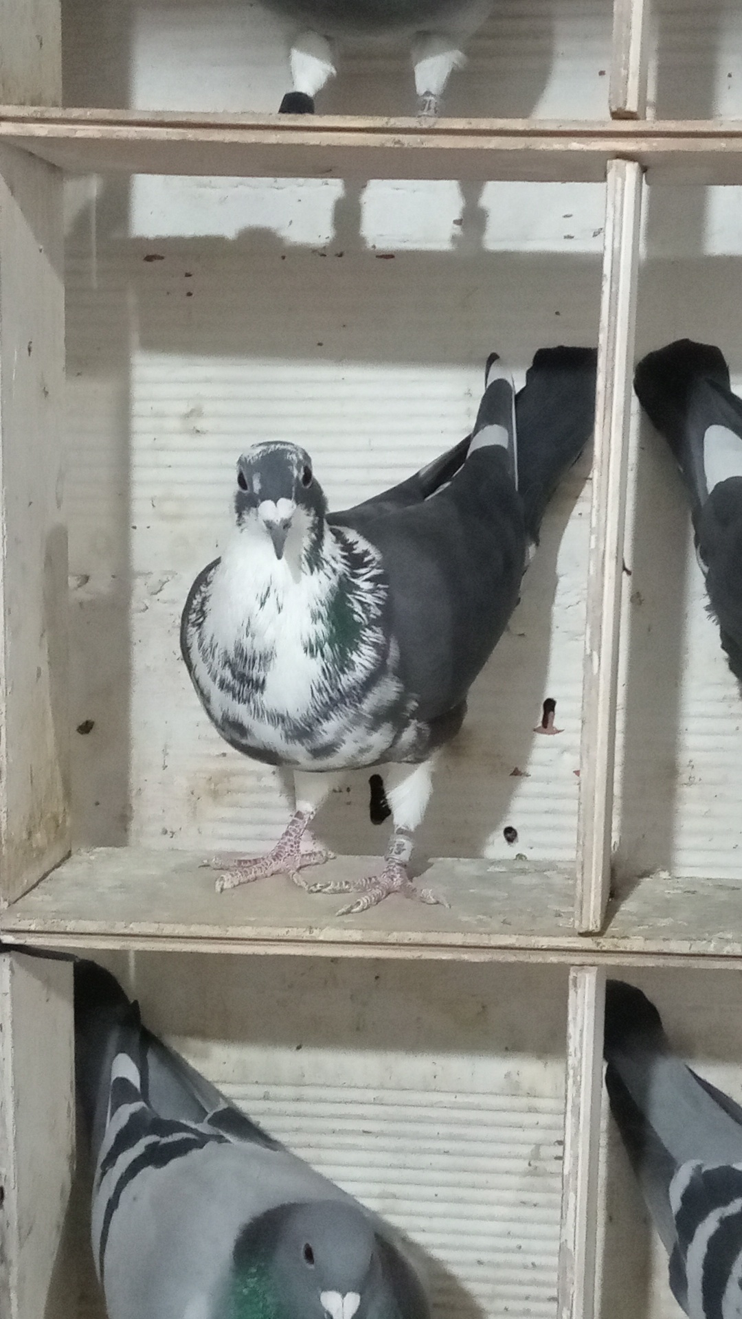 Paloma