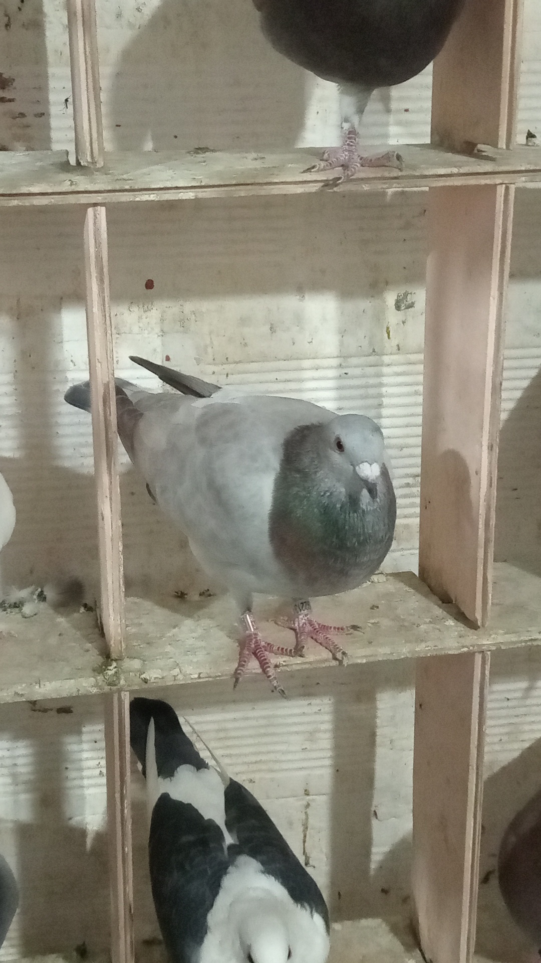 Paloma