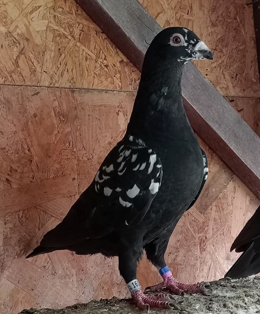Datos de paloma