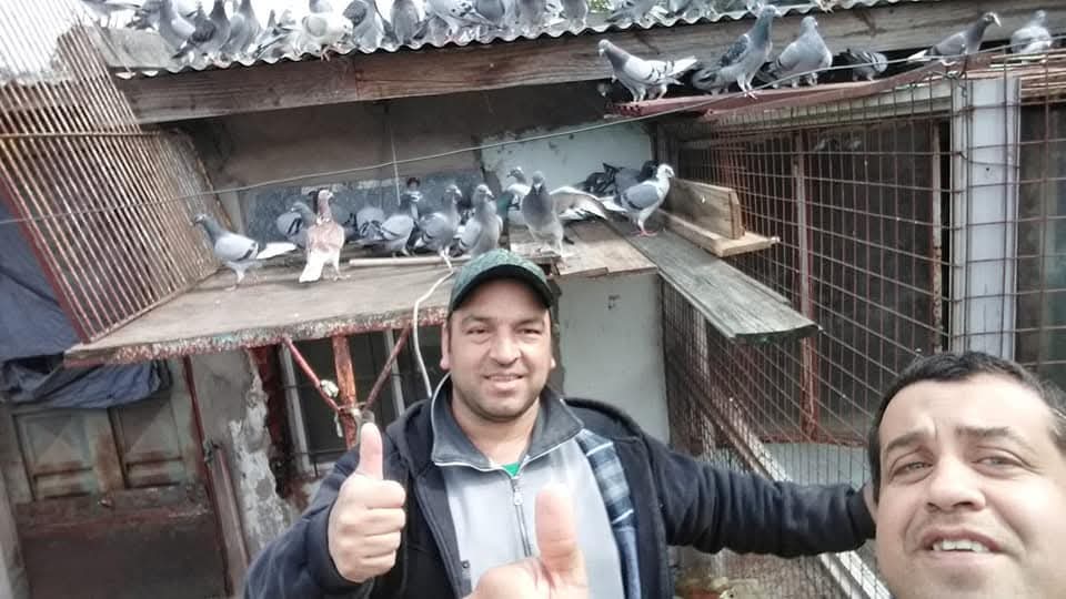 Datos de paloma
