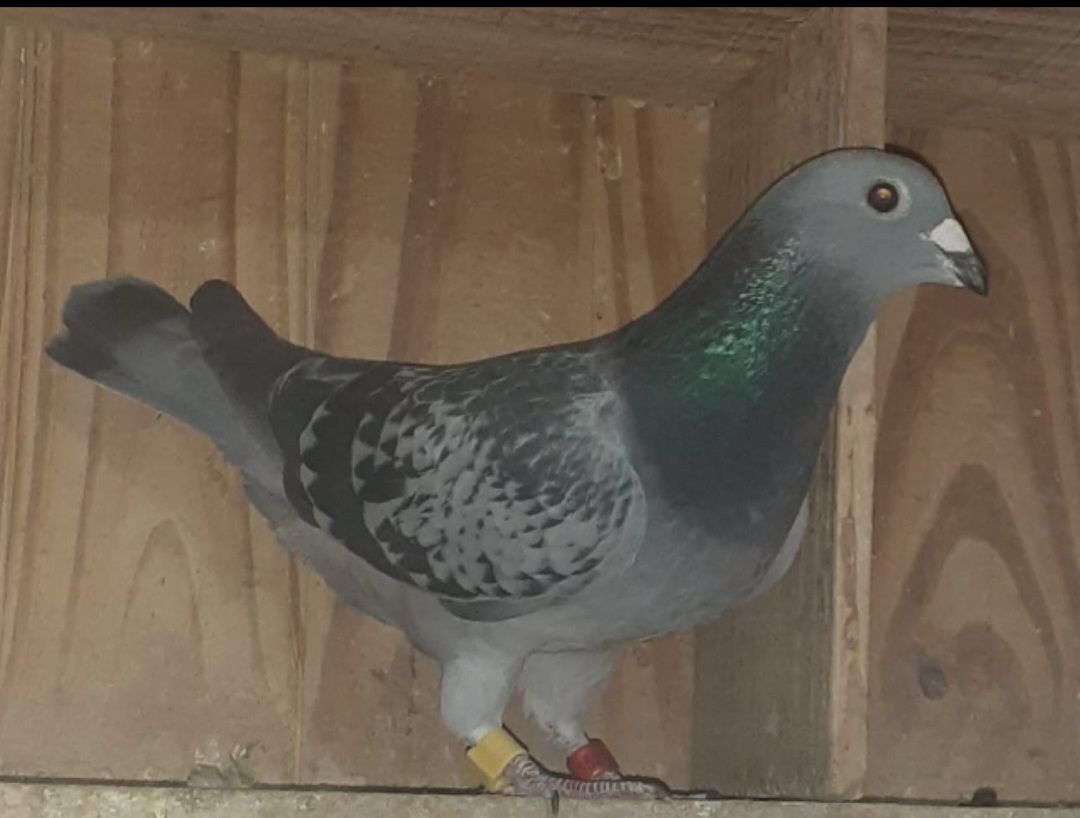 Paloma