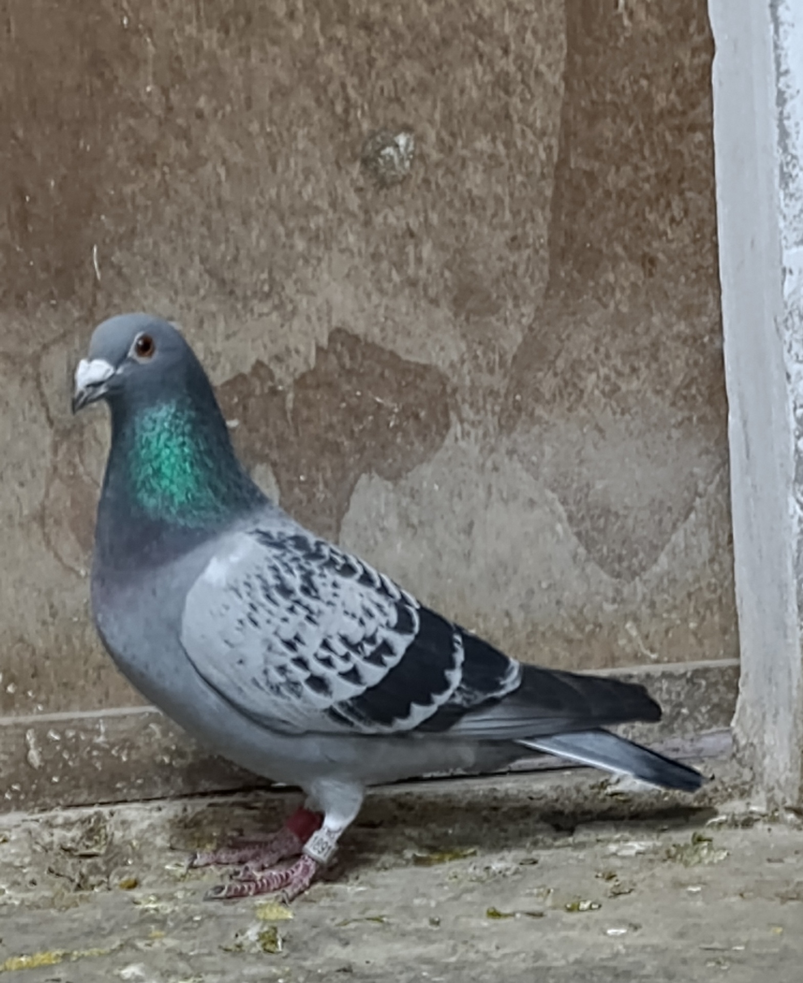 Datos de paloma