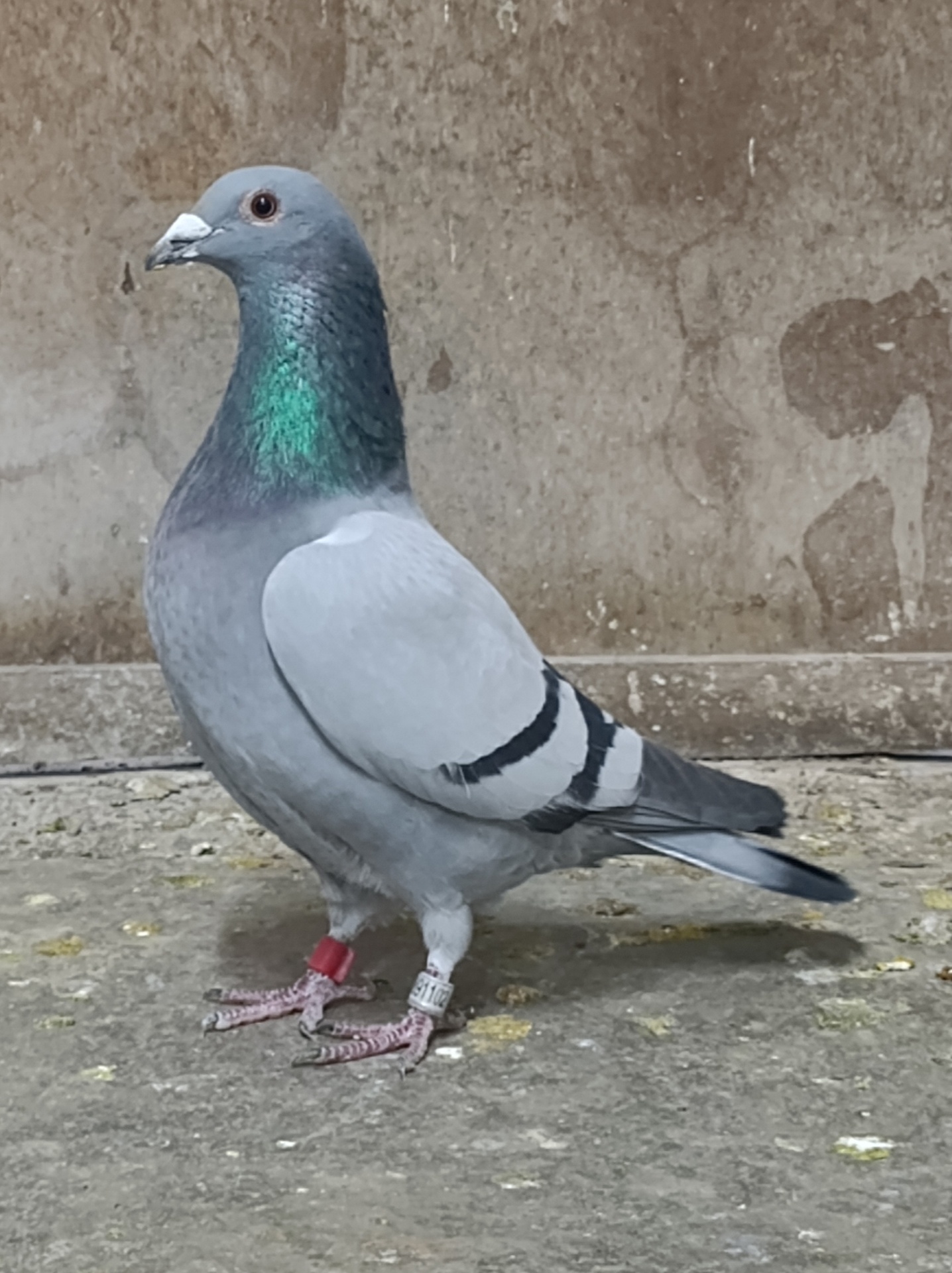 Paloma