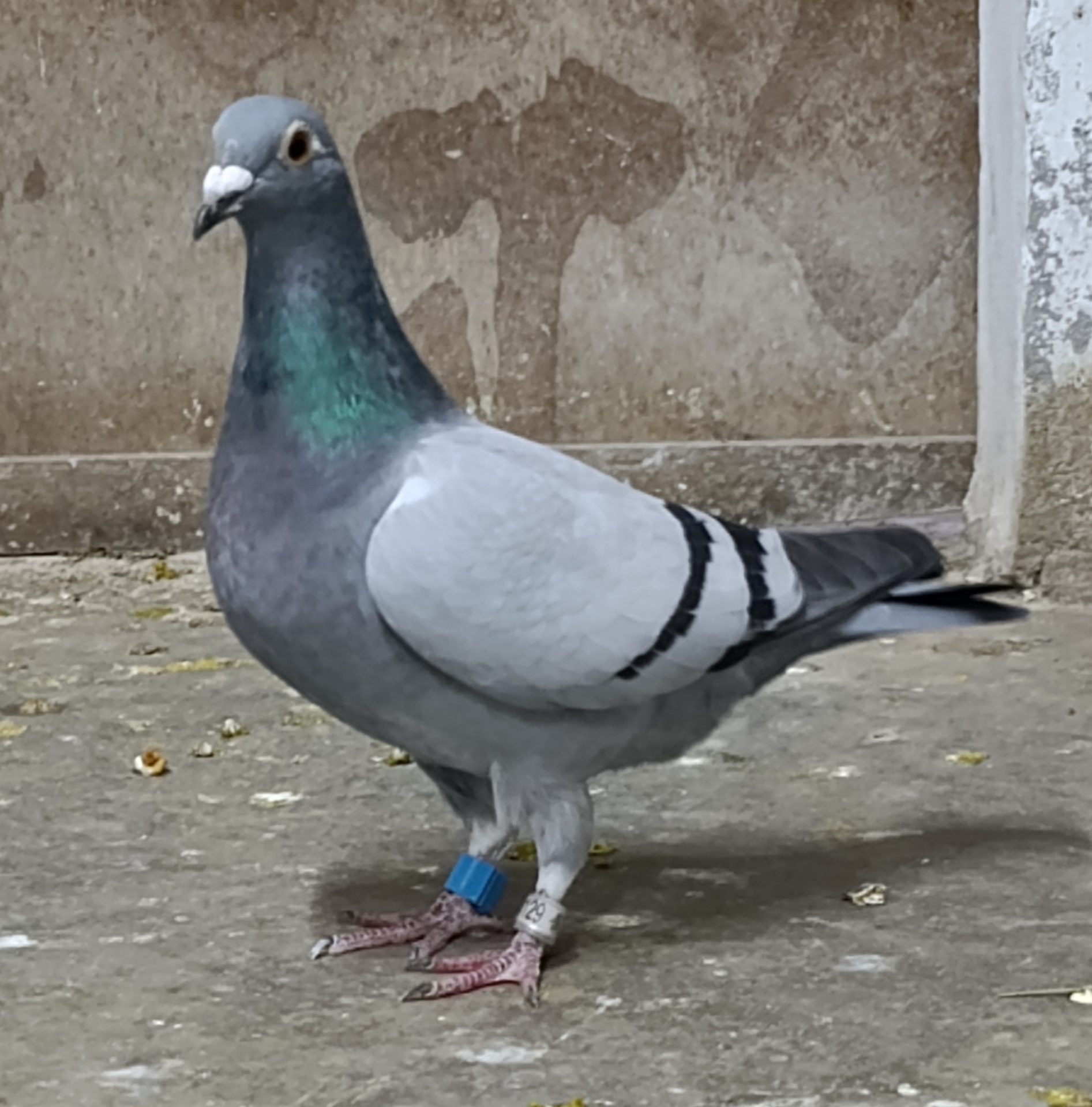 Datos de paloma