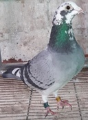 Datos de paloma