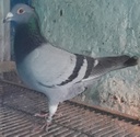 Datos de paloma