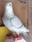 Paloma